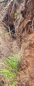 Plants: image 165 Of 193 Thumb